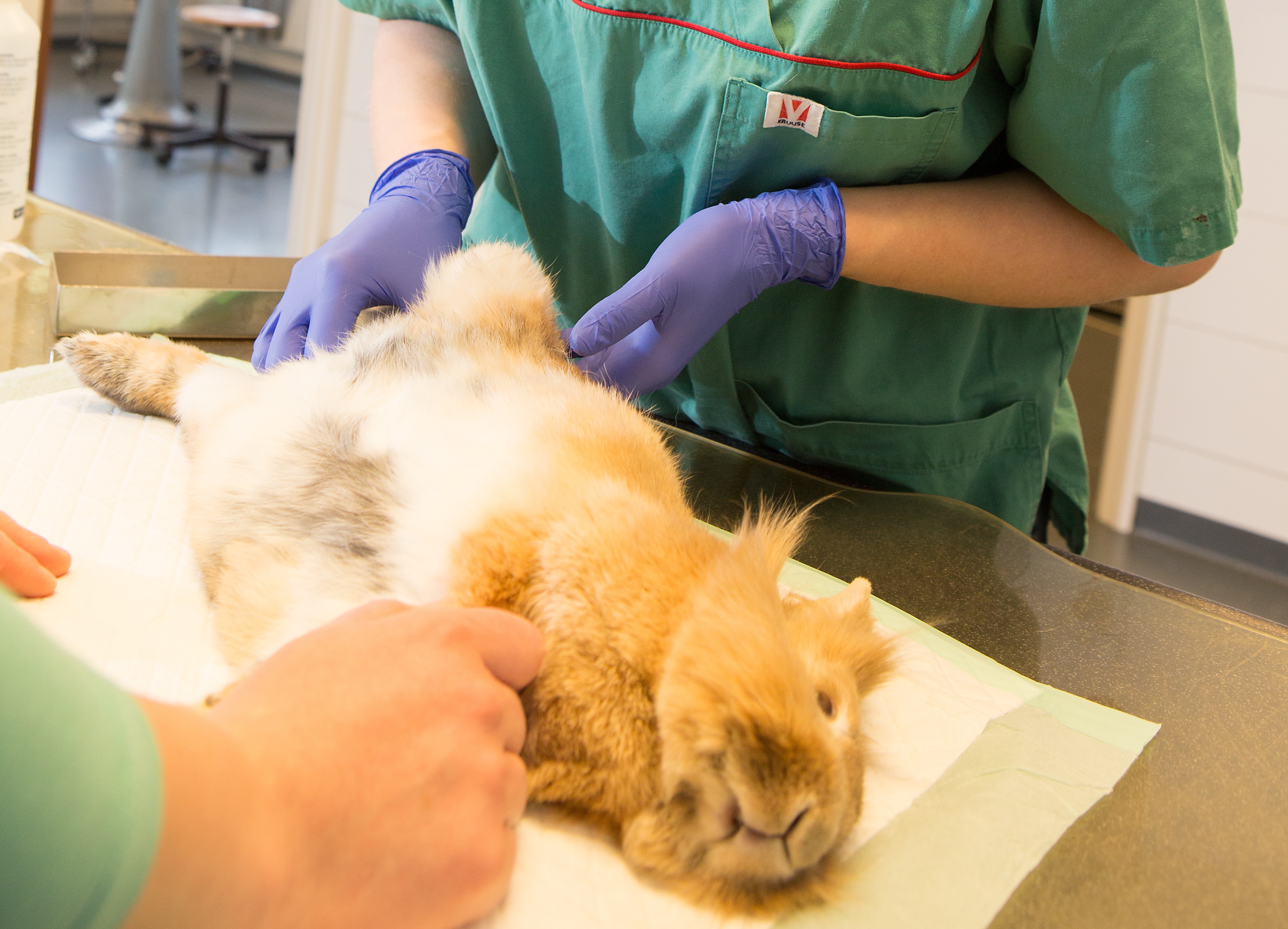 konijnendeskundige dierenartsen